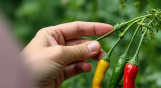 Pruning Your Pepper Plants for Increased Yield