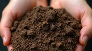 Soil Preparation: Creating the Perfect Growing Medium for Specialty Peppers