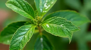 Watering and Feeding: Nurturing Your Specialty Pepper Plants